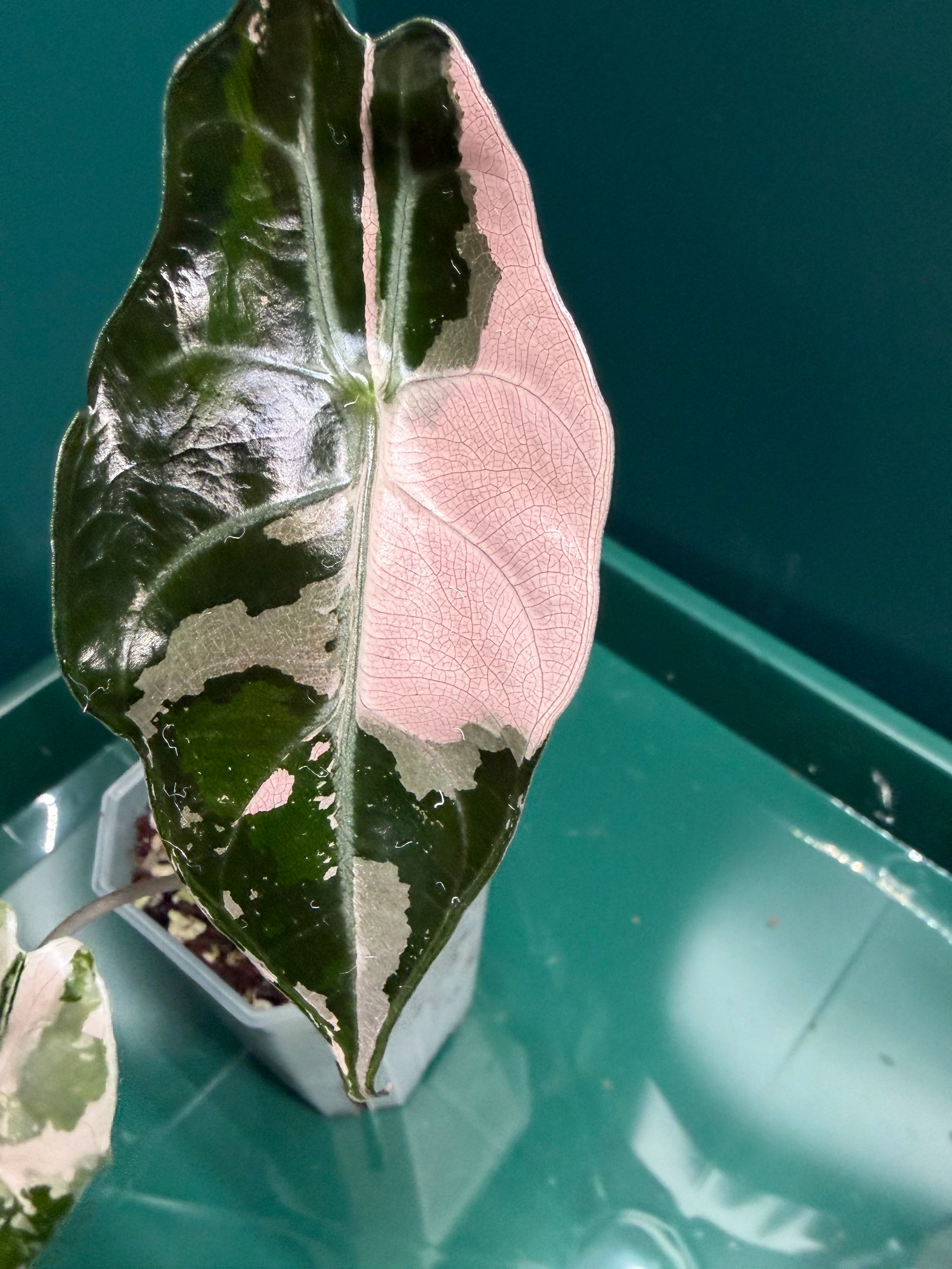 Alocasia