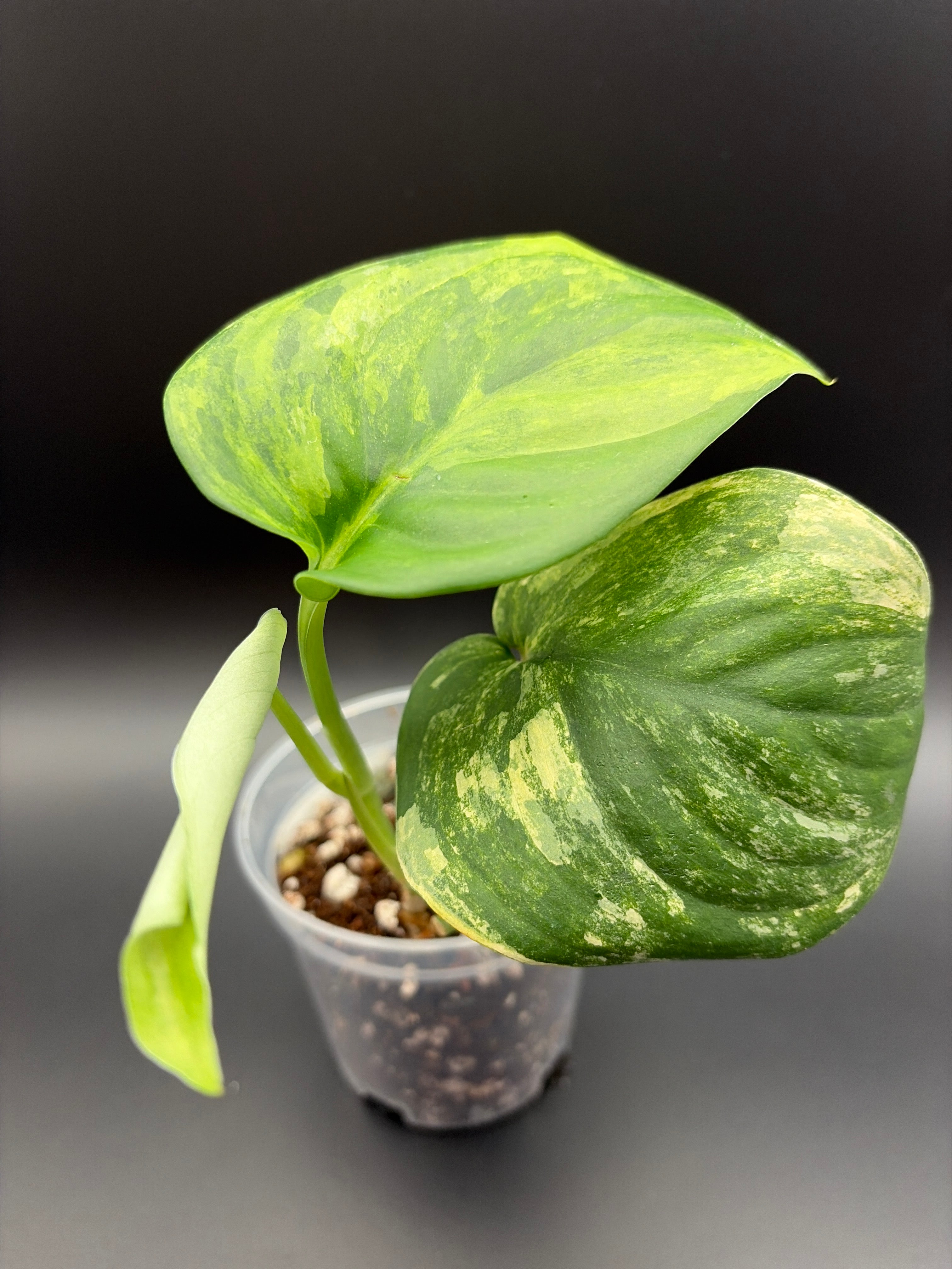 Scindapsus