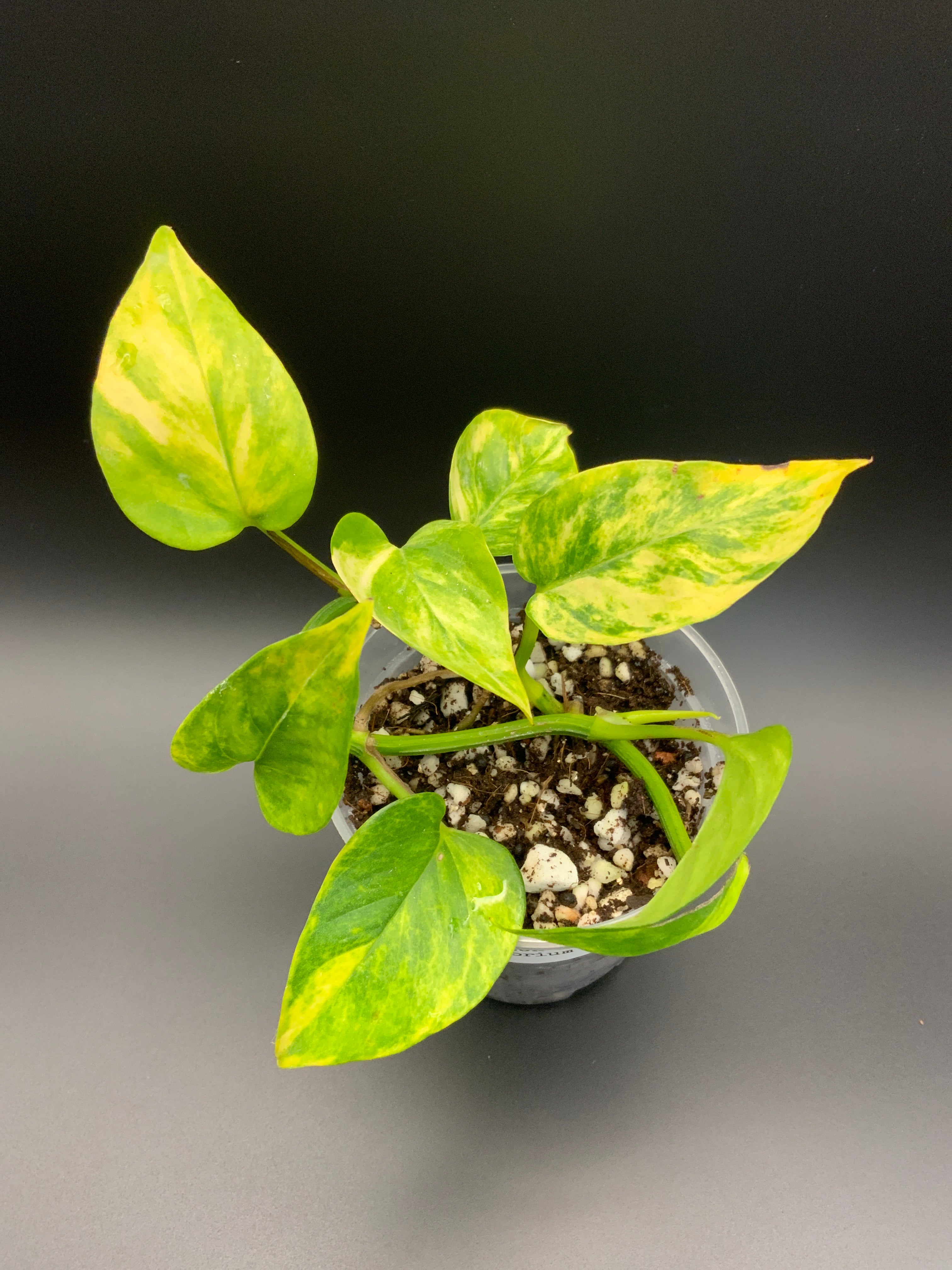 Epipremnum
