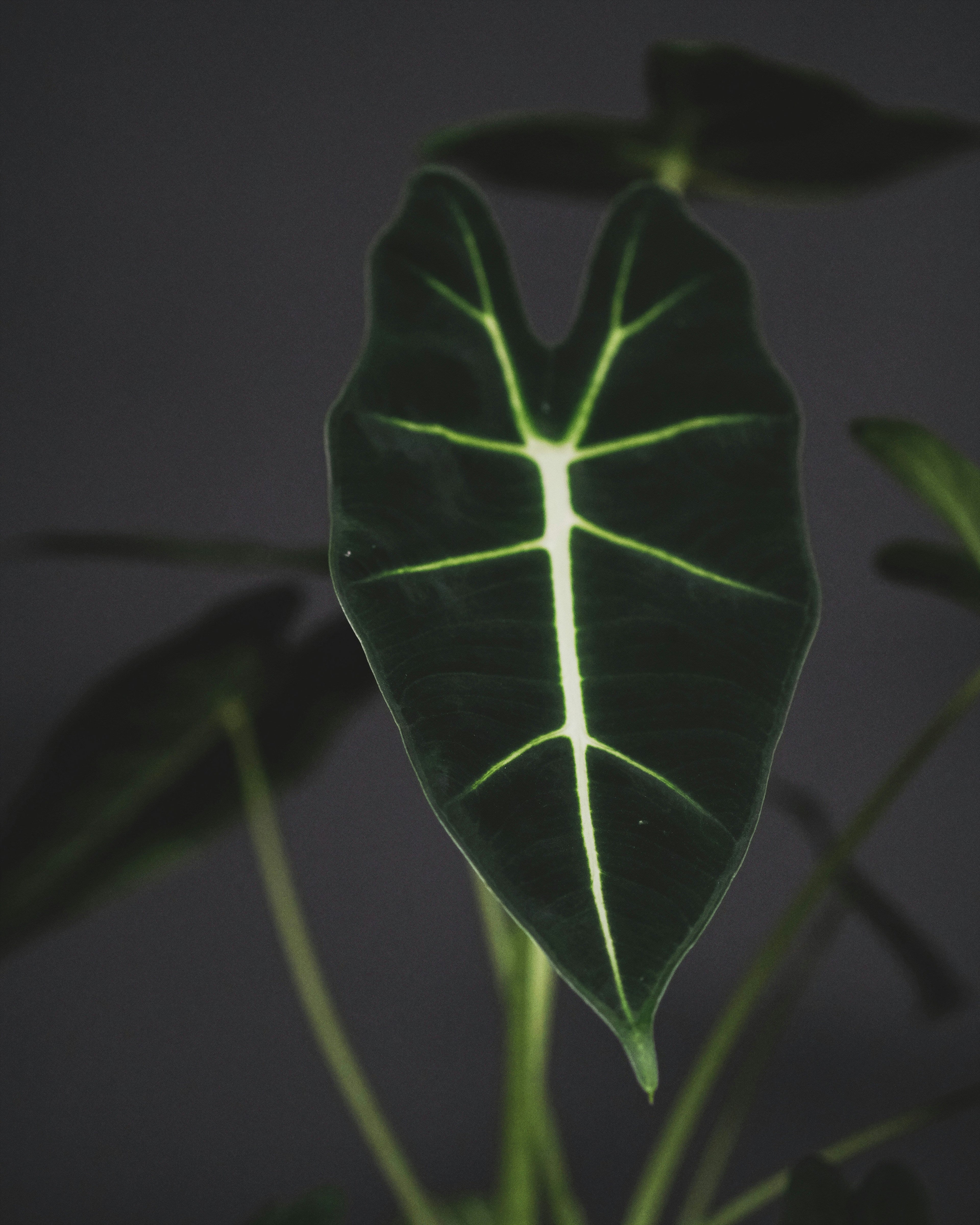 Alocasia