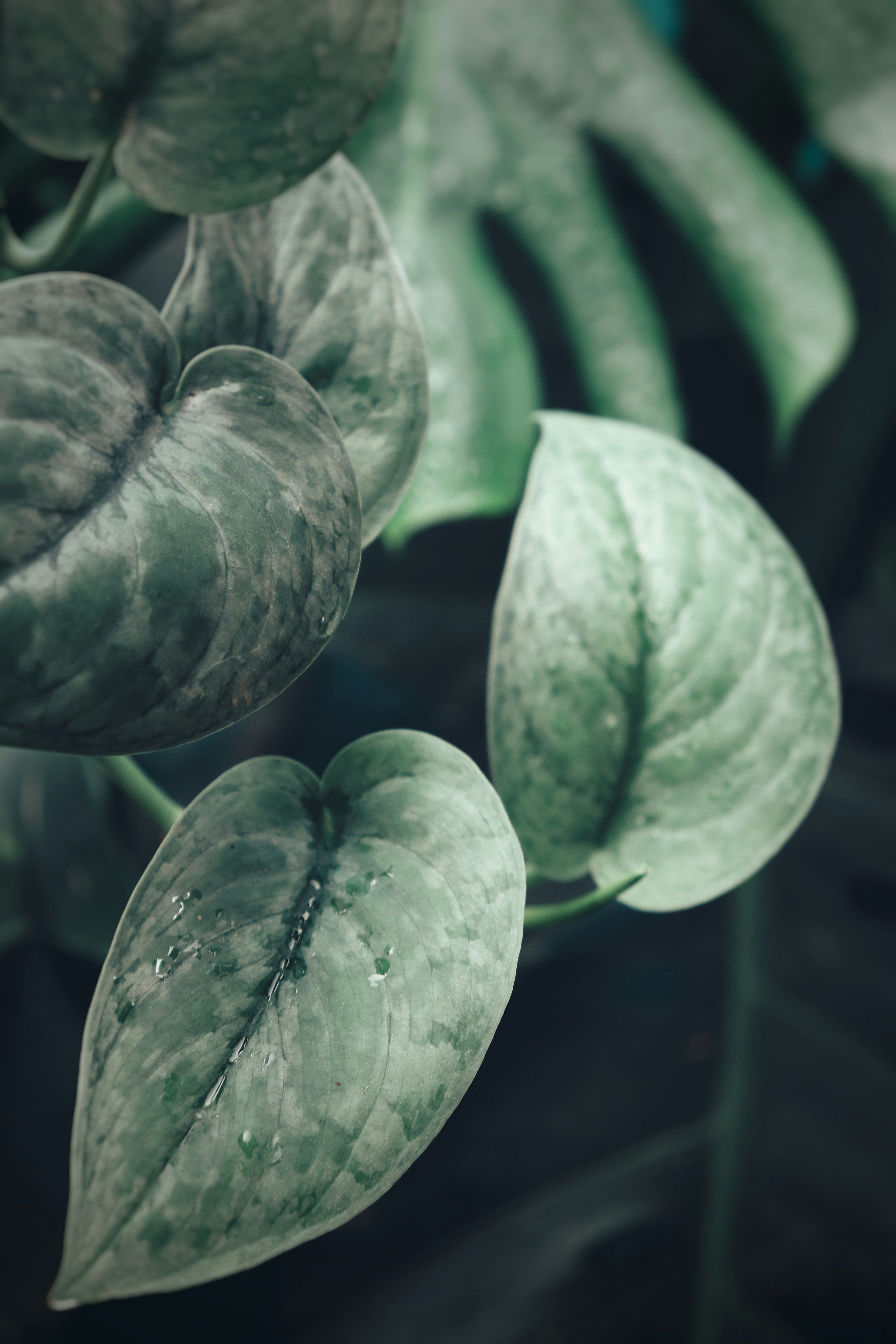 Green Scindapsus plant leaves