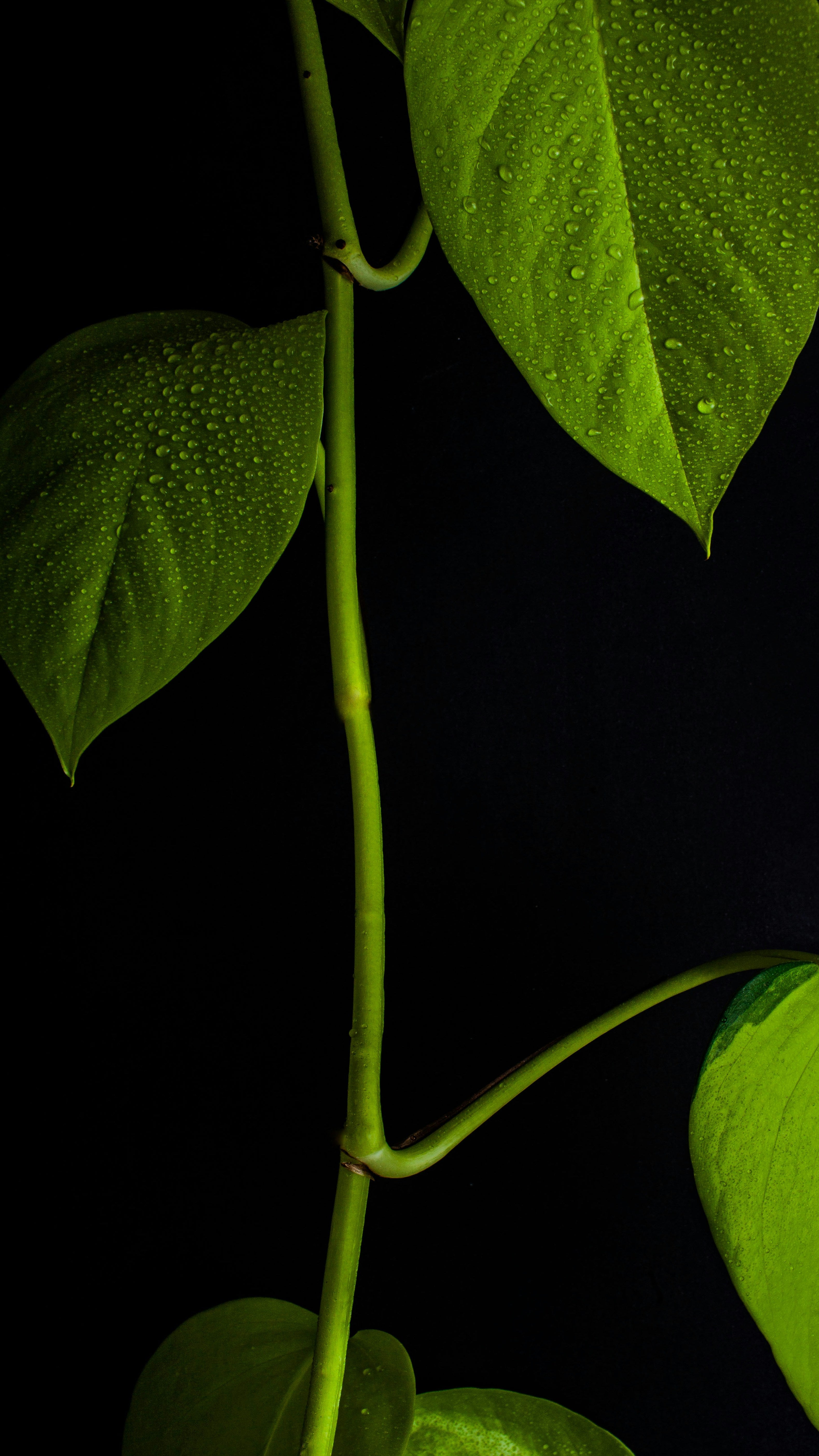 Epipremnum