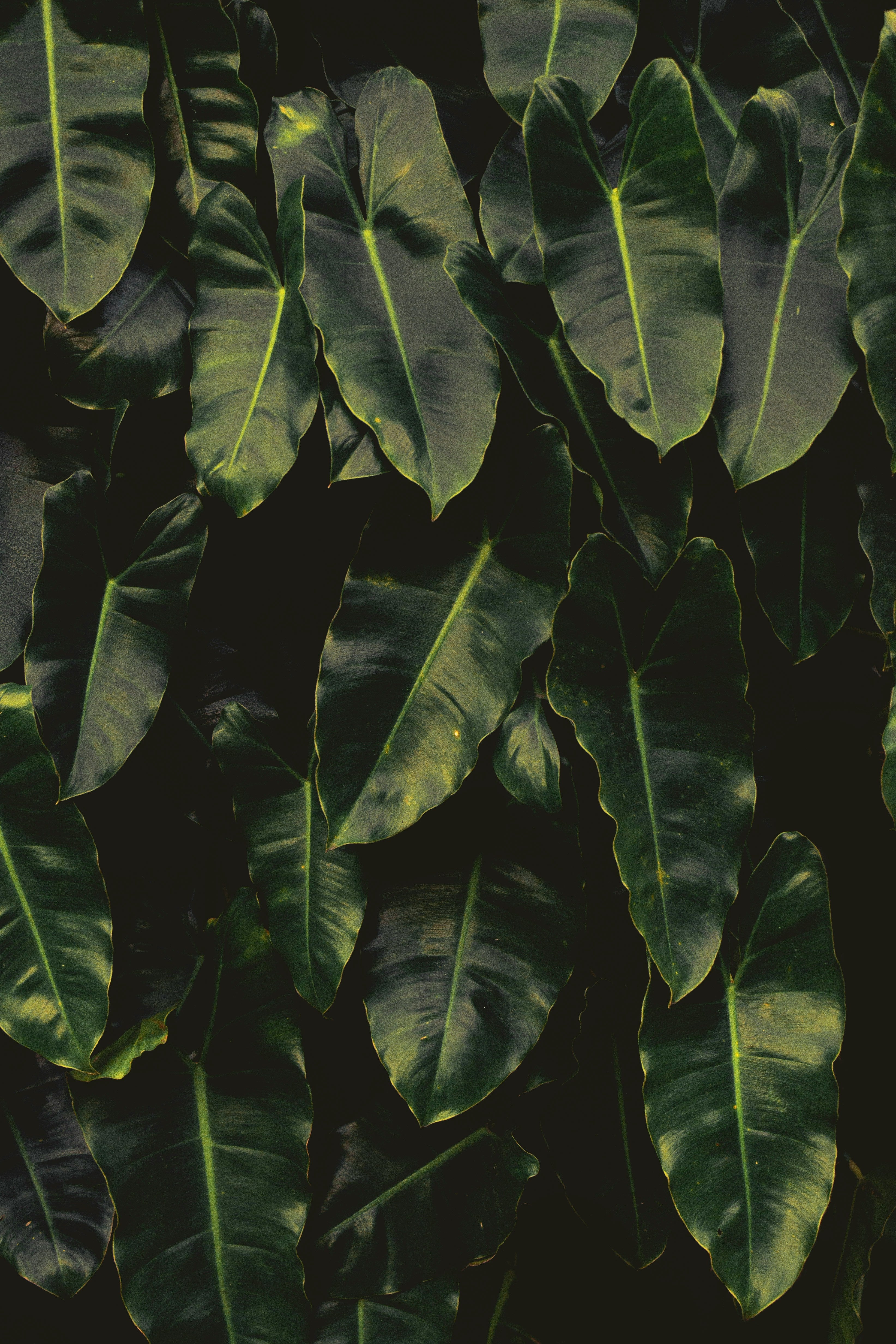 Philodendron