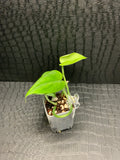 Scindapsus Mangurai