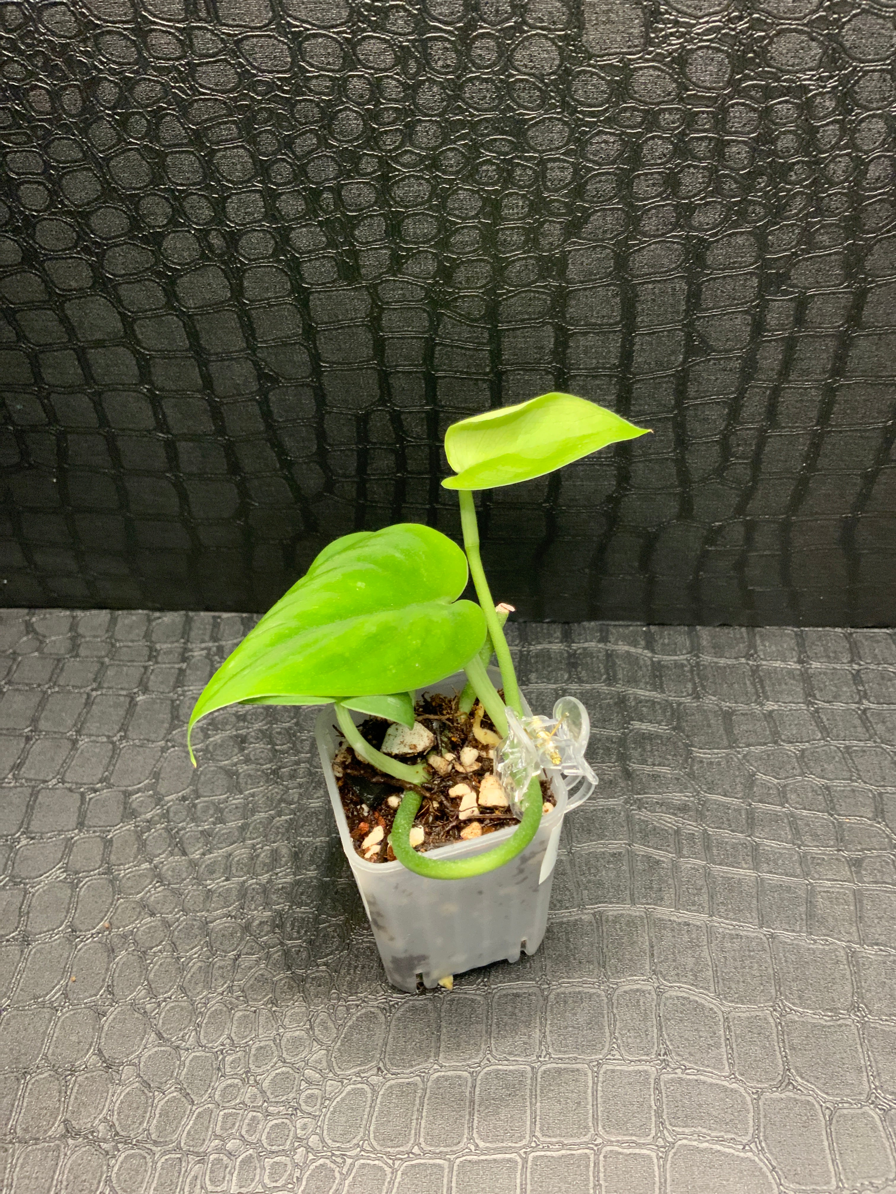 Scindapsus Mangurai