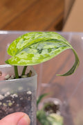 Scindapsus Geulis Variegated