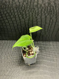 Scindapsus Mangurai