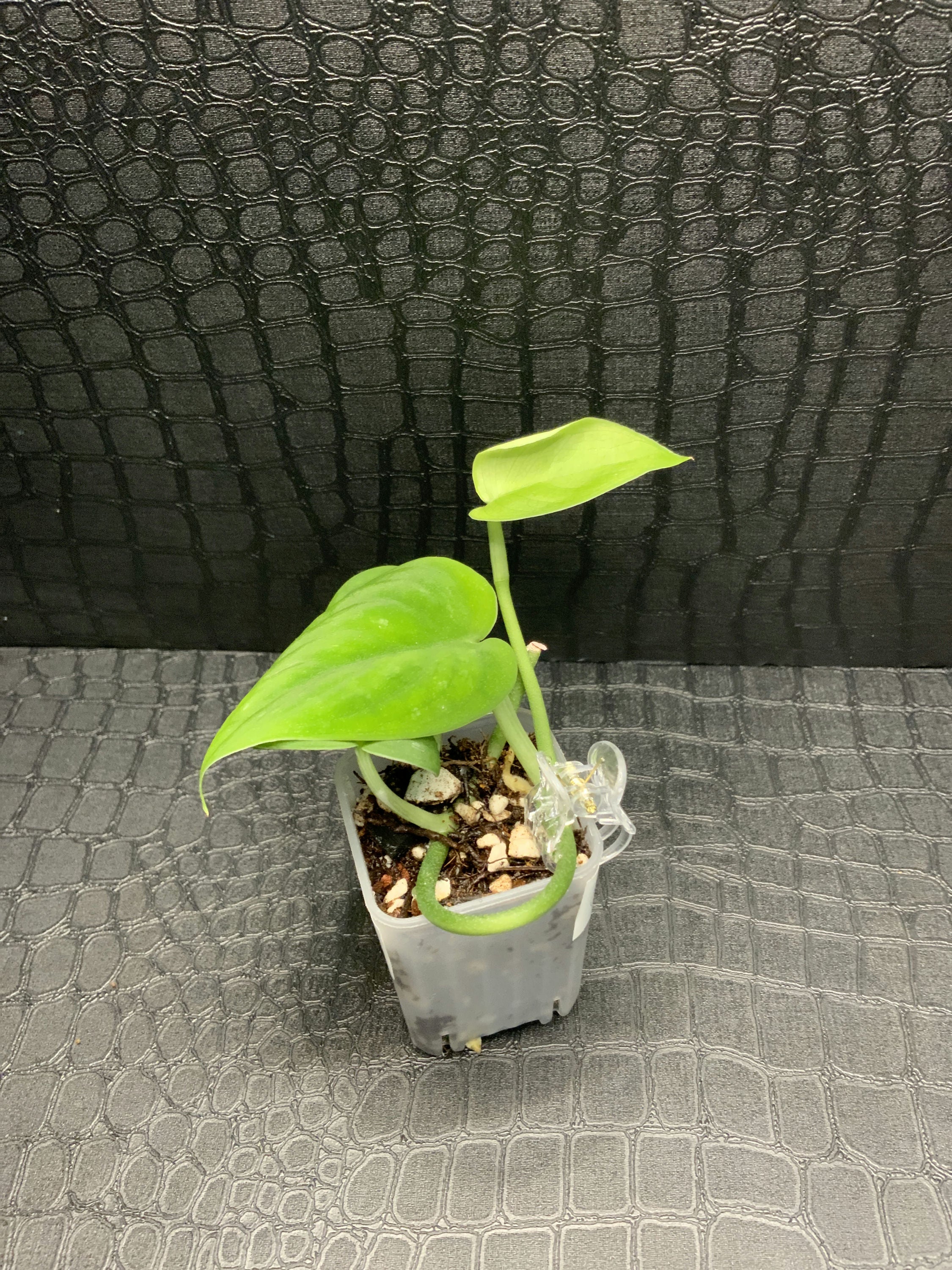 Scindapsus Mangurai